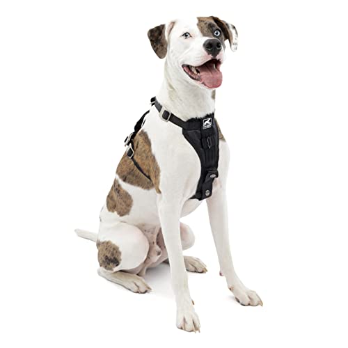 Best Dog Car Harness