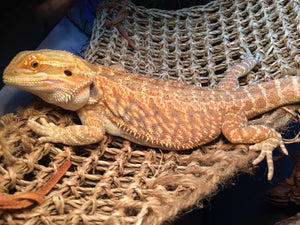 How to Care for a Bearded Dragon
