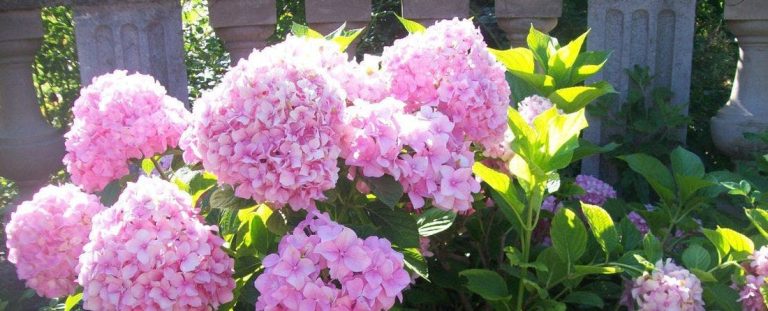 How to Care for a Hydrangea Plant