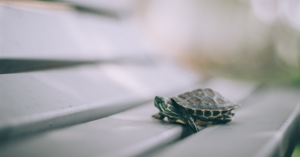 How to Care for a Turtle: Essential Tips Unveiled