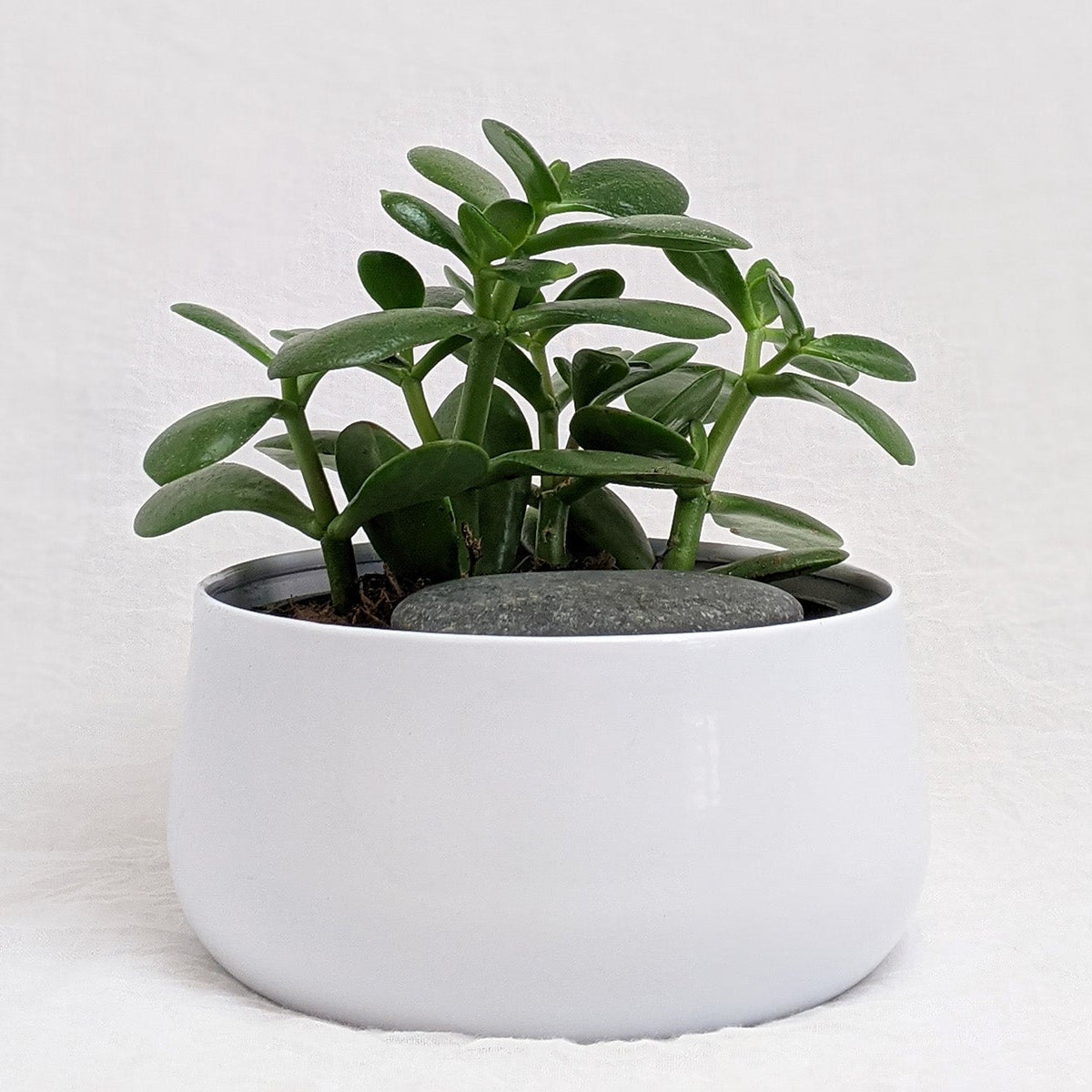 How to Care for Jade Plant