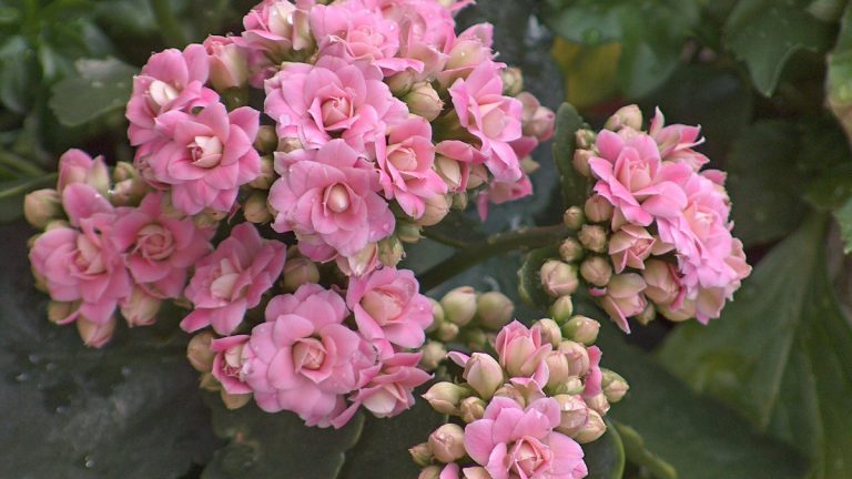 How to Care for Kalanchoe
