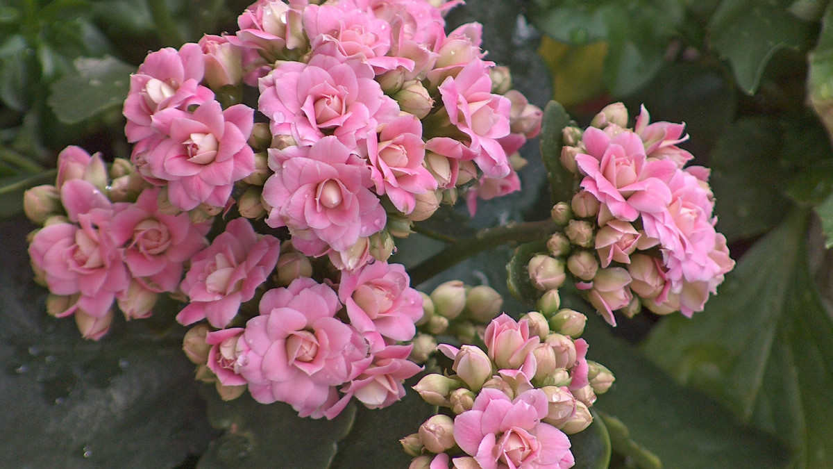 How to Care for Kalanchoe: Expert Tips Unveiled