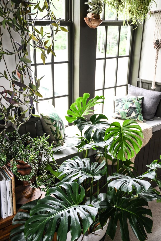 How to Care for Monstera