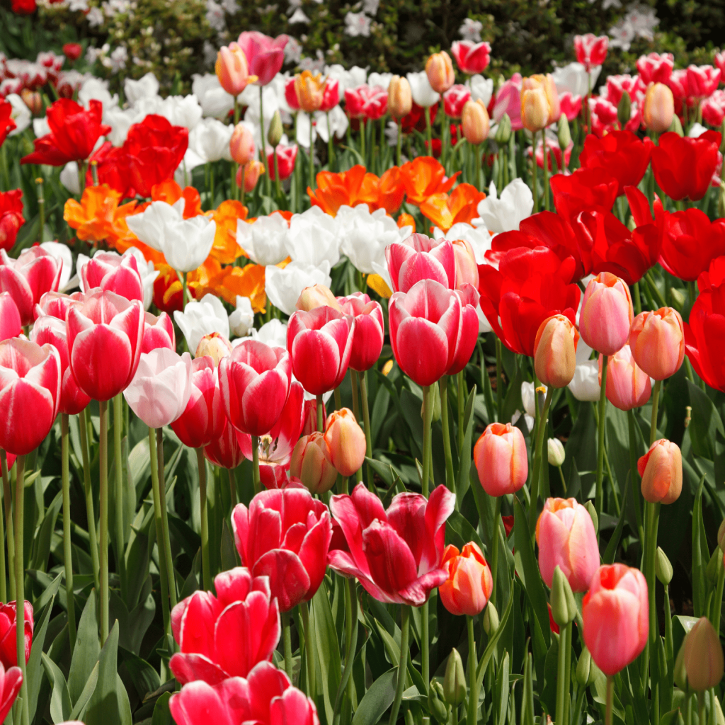 How to Care for Planted Tulips