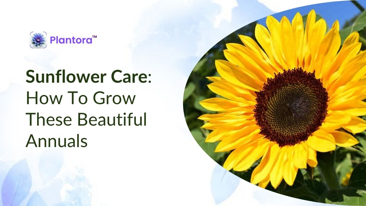 How to Care for Sunflowers: Expert Tips for Thriving Blooms