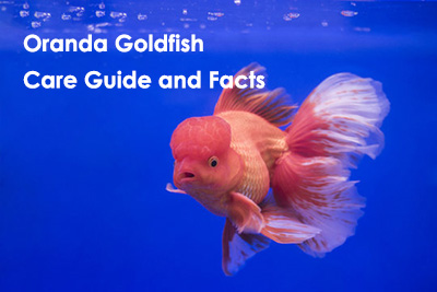 How to Take Care of a Goldfish