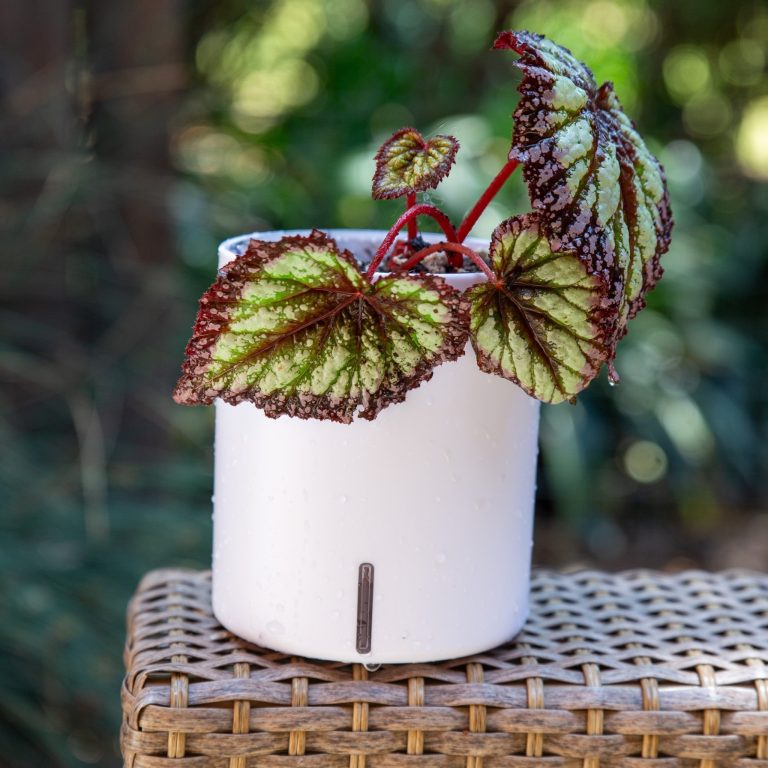 How to Take Care of Begonias