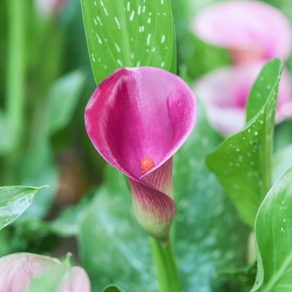 How to Take Care of Calla Lilies